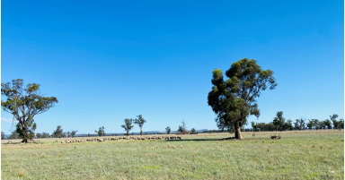 Cropping For Sale - NSW - Grenfell - 2810 - Flexibility Plus  (Image 2)