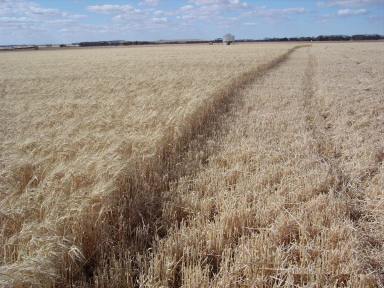 Cropping For Sale - VIC - Berrybank - 3323 - EXCELLENT CRESSY-LISMORE DISTRICT HOLDING  (Image 2)