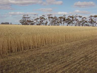 Cropping For Sale - VIC - Berrybank - 3323 - EXCELLENT CRESSY-LISMORE DISTRICT HOLDING  (Image 2)