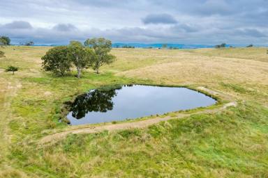 Livestock For Sale - NSW - Big Hill - 2579 - 40 Acres, perfect weekender location, good grazing country also, fully fenced, located only 30 Minutes Off The Hume Motorway and Marulan.  (Image 2)