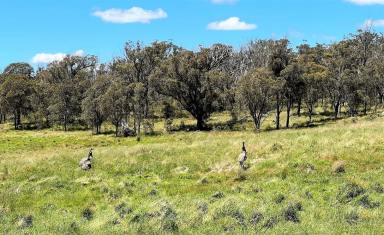 Livestock For Sale - NSW - Big Hill - 2579 - 40 Acres, perfect weekender location, good grazing country also, fully fenced, located only 30 Minutes Off The Hume Motorway and Marulan.  (Image 2)