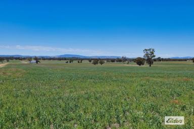 Cropping For Sale - VIC - Greens Creek - 3387 - Greens Creek Cropping/Grazing - 1303 Acres  (Image 2)