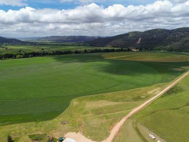 Livestock For Sale - NSW - Sandy Hollow - 2333 - Premier Hunter Valley Equine Facility  (Image 2)