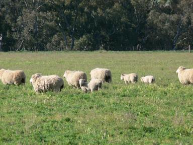 Cropping For Sale - NSW - Grenfell - 2810 - High Rainfall Cropping  (Image 2)