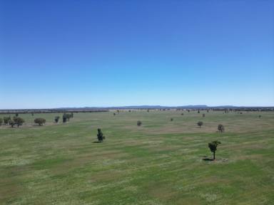 Cropping For Sale - NSW - Lake Cargelligo - 2672 - Extremely Efficient Farming Country In Highly Regarded Naradhan District  (Image 2)