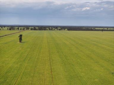 Cropping Sold - NSW - Lake Cargelligo - 2672 - Extremely Efficient Farming Country In Highly Regarded Naradhan District  (Image 2)