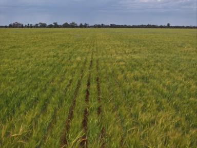 Cropping Sold - NSW - Lake Cargelligo - 2672 - Extremely Efficient Farming Country In Highly Regarded Naradhan District  (Image 2)