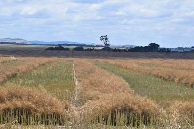 Mixed Farming Sold - VIC - Bo Peep - 3351 - Highly productive cropping/livestock opportunity in the tightly held Ballarat region  (Image 2)