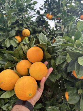 Other (Rural) For Sale - NSW - Hanwood - 2680 - PREMIUM CITRUS FARM - FARM 1058 KIDMAN WAY  (Image 2)