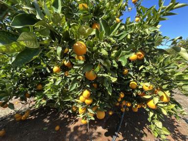 Other (Rural) For Sale - NSW - Hanwood - 2680 - PREMIUM CITRUS FARM - FARM 1058 KIDMAN WAY  (Image 2)