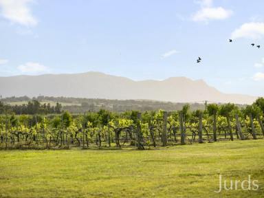 Lifestyle For Sale - NSW - Lovedale - 2325 - Talga Estate – A Hunter Valley Retreat with Income & Lifestyle in Harmony  (Image 2)