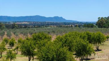 Lifestyle For Sale - NSW - Lovedale - 2325 - Talga Estate – A Hunter Valley Retreat with Income & Lifestyle in Harmony  (Image 2)