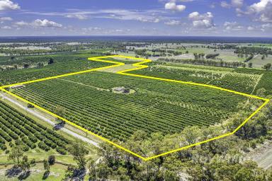 Horticulture For Sale - NSW - Barham - 2732 - Productive Mixed Citrus Orchard - Opportunity "Belltrees"  (Image 2)