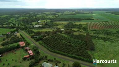Lifestyle For Sale - QLD - North Isis - 4660 - All About the Lifestyle!!  (Image 2)