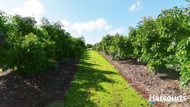 Horticulture For Sale - QLD - Childers - 4660 - INCOME PRODUCING AVOCADO ORCHARD 4.57 ACRES  (Image 2)
