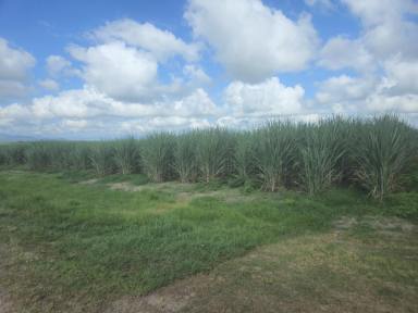 Cropping For Sale - QLD - Ingham - 4850 - 3.31 HECTARE (OVER 8 ACRE) PROPERTY MINUTES FROM TOWN!  (Image 2)