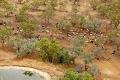 Livestock For Sale - NT - Birdum - 0852 - APPROVED CARBON PROJECT AND AN INSTITUTIONAL SCALE BEEF BREEDING  (Image 2)