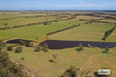 Livestock For Sale - VIC - Stradbroke - 3851 - Currently carrying an impressive body of feed!  (Image 2)