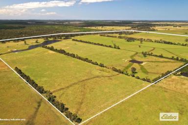 Livestock For Sale - VIC - Stradbroke - 3851 - Currently carrying an impressive body of feed!  (Image 2)