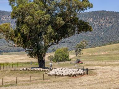Mixed Farming For Sale - NSW - Grenfell - 2810 - Affordable Multi-Income Package  (Image 2)
