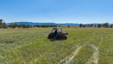 Mixed Farming For Sale - NSW - Tamworth - 2340 - Retirement Dictates  (Image 2)
