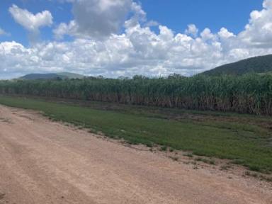 Cropping Sold - QLD - Shirbourne - 4809 - For Sale Cane Farm & Cattle Grazing  (Image 2)