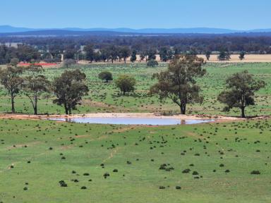Mixed Farming For Sale - NSW - Trundle - 2875 - Efficient Mixed Farming Property Ready To Fire After Great Start to The Season  (Image 2)
