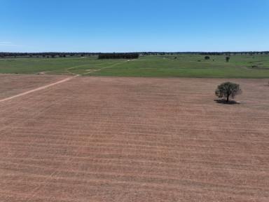 Mixed Farming For Sale - NSW - Trundle - 2875 - Efficient Mixed Farming Property Ready To Fire After Great Start to The Season  (Image 2)