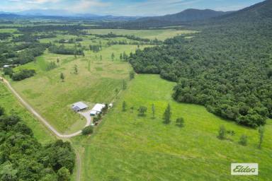 House For Sale - QLD - Mena Creek - 4871 - 53 Acres of prime cattle country with 2 water licences.  (Image 2)