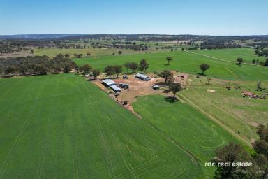 Mixed Farming For Sale - NSW - Inverell - 2360 - HOLMWOOD - IRRIGATION & CROPPING  (Image 2)