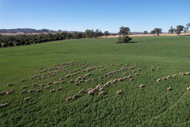 Cropping For Sale - NSW - Cowra - 2794 - Graze and Grain  (Image 2)