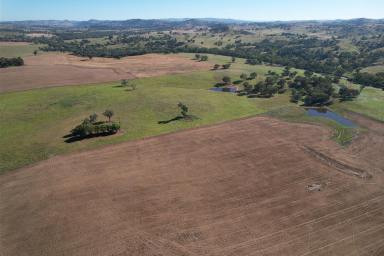 Cropping For Sale - NSW - Cowra - 2794 - Graze and Grain  (Image 2)