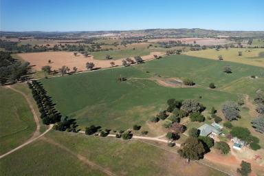 Cropping For Sale - NSW - Cowra - 2794 - Graze and Grain  (Image 2)