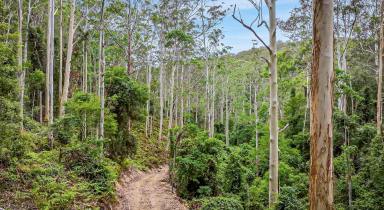 Lifestyle For Sale - NSW - Laguna - 2325 - Pristine Bushland Sanctuary  (Image 2)