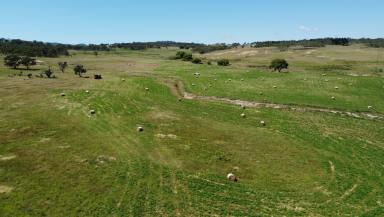 Livestock For Sale - NSW - Chakola - 2630 - The Essence of Rural Living  (Image 2)