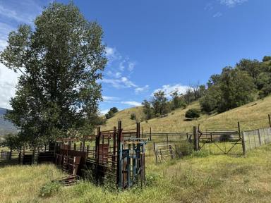 Lifestyle For Sale - nsw - Stewarts Brook - 2337 - 1035 Hecatres of Quality Grazing Country  (Image 2)