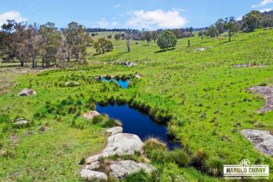Livestock Auction - NSW - Tenterfield - 2372 - 'Hamiltons' - Tenterfield High Country  (Image 2)
