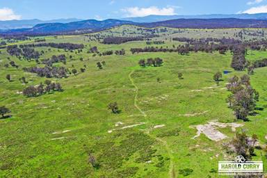 Livestock Auction - NSW - Tenterfield - 2372 - 'Hamiltons' - Tenterfield High Country  (Image 2)