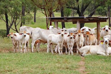 Other (Rural) Auction - QLD - Dumgree - 4715 - Central Queensland Grazing Enterprise  (Image 2)
