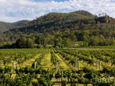 Viticulture For Sale - NSW - Broke - 2330 - HUNTER VALLEY VINEYARD AND GRAZING PROPERTY  (Image 2)