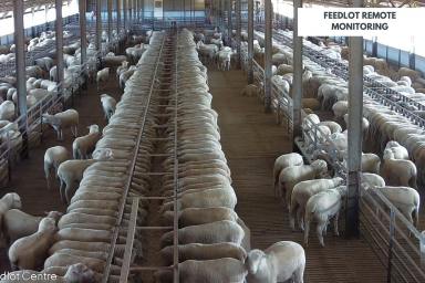 Mixed Farming For Sale - NSW - Cowra - 2794 - First Class 6,000HD lamb + Cattle feedlot, Cowra  (Image 2)