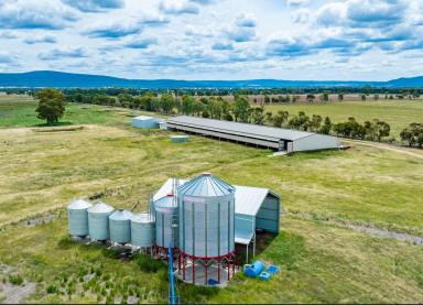 Mixed Farming For Sale - NSW - Cowra - 2794 - First Class 6,000HD lamb + Cattle feedlot, Cowra  (Image 2)