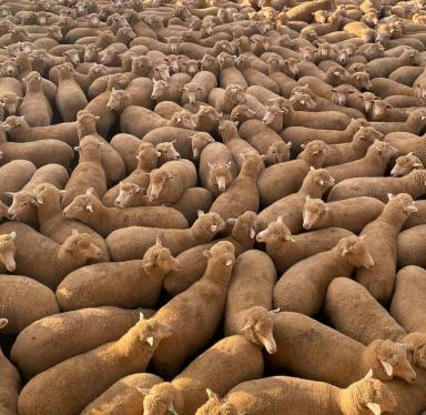 Mixed Farming For Sale - NSW - Cowra - 2794 - First Class 6,000HD lamb + Cattle feedlot, Cowra  (Image 2)