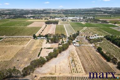 Farmlet For Sale - SA - Tanunda - 5352 - Opportunity in the Heart of the Barossa Valley  (Image 2)