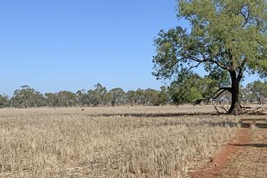Mixed Farming For Sale - NSW - Narromine - 2821 - Stepping up or stepping down  (Image 2)