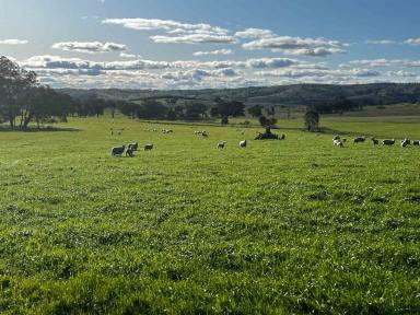 Livestock For Sale - NSW - Gunning - 2581 - High Rainfall Grazing Opportunity  (Image 2)