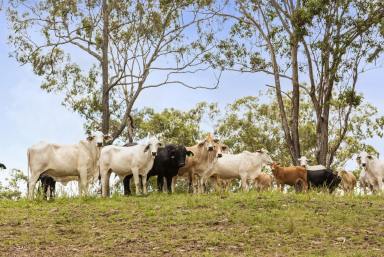 Livestock For Sale - QLD - West Haldon - 4359 - Bull Hill North!!!  (Image 2)