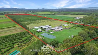 Horticulture For Sale - QLD - Mareeba - 4880 - PRIME COMMERCIAL ORCHARD FARM  (Image 2)