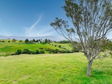 Acreage/Semi-rural For Sale - NSW - Bemboka - 2550 - MOUNT VISTA  (Image 2)