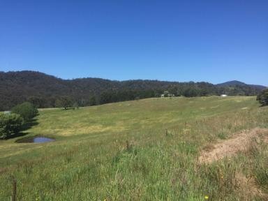 Livestock For Sale - NSW - Wyndham - 2550 - GRAZING LIVESTOCK/LIFESTYLE FARM - 220 ACRES WITH 4 BEDROOM HOME - JUST 7 MINUTES FROM WYNDHAM VILLAGE  (Image 2)